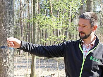 Patrick Hammerschmidt, Geschäftsführer der Waldbesitzervereinigung (WBV) Bamberg, sieht die Pflanzarbeit im Rahmen des Förderprogramms bestätigt, die Pflanze ist vital – die Wurzel länger als der Spross.