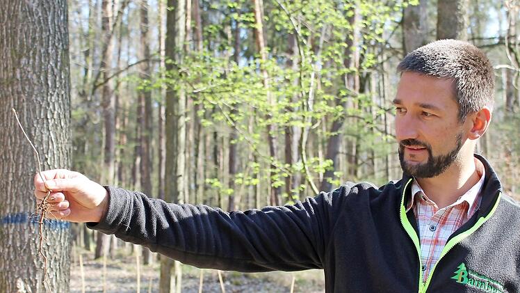Patrick Hammerschmidt, Geschäftsführer der Waldbesitzervereinigung (WBV) Bamberg, sieht die Pflanzarbeit im Rahmen des Förderprogramms bestätigt, die Pflanze ist vital – die Wurzel länger als der Spross.