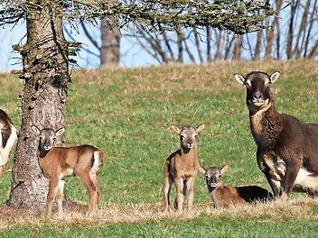 Die wilde Mufflons-Herde in Tschirn bekommt Besuch vom Landwirtschaftsausschuss des Landtags.