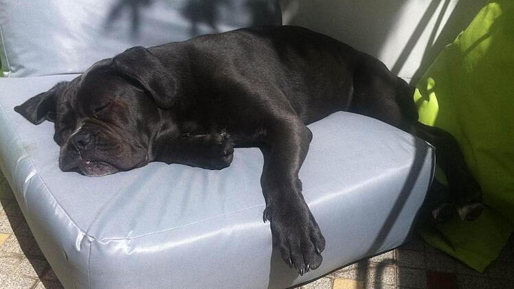 Siesta: Die Neumanns hoffen, dass Zina bald wieder so entspannt auf ihrem Balkon schlafen kann. Dafür haben sie 6000 Euro Belohnung ausgesetzt. Foto: Neumann