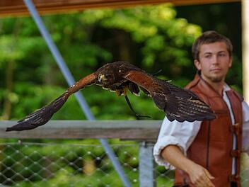 Die Flugschau mit Greifvögeln kam am Ebracher Baumwipfelpfad gut an, deswegen wird es mehr davon geben. Foto: Baumwipfelpfad Ebrach