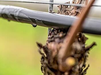 Bewässerung Weinbergen