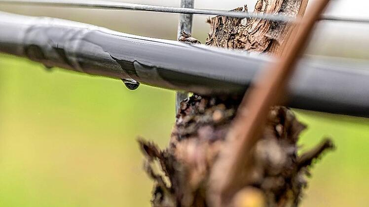 Bewässerung Weinbergen