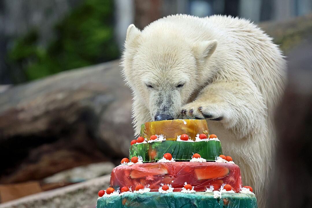 Eisbär Mika feiert Geburtstag