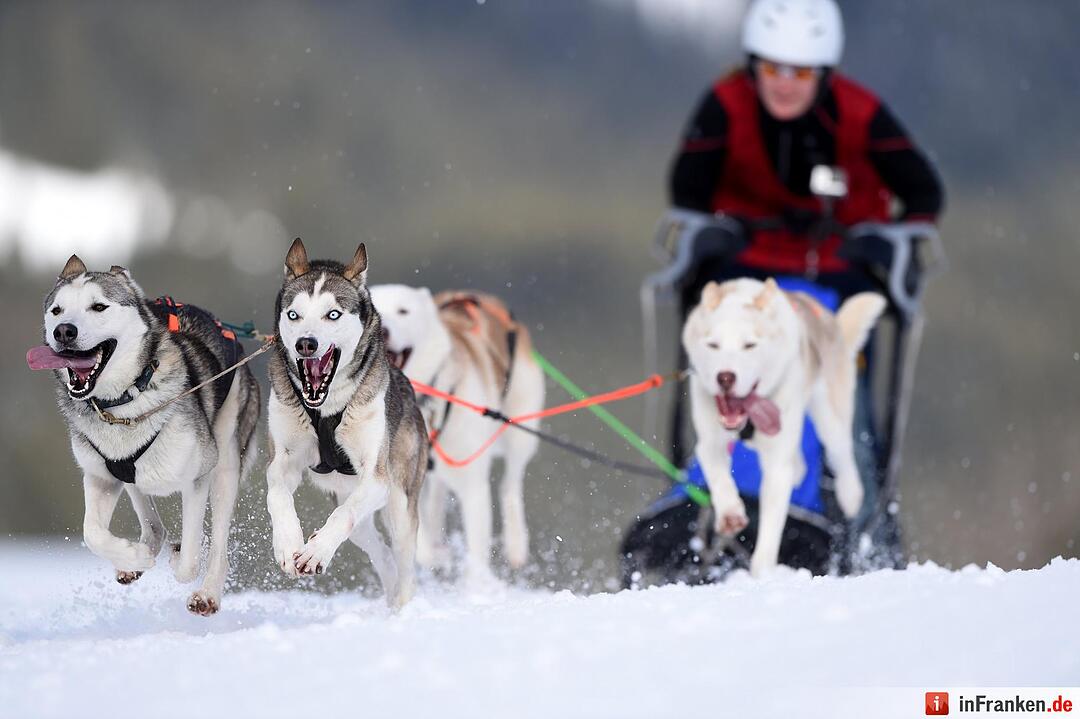 Schlittenhunderennen in Unterjoch