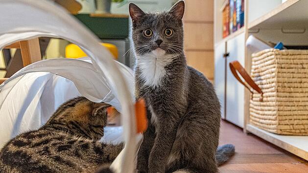 Tierheim N&uuml;rnberg: Kater-Schicksal r&uuml;hrt zu Tr&auml;nen
