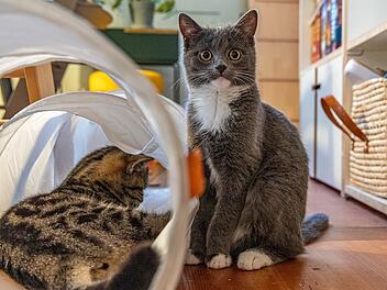 Tierheim Nürnberg: Kater-Schicksal rührt zu Tränen