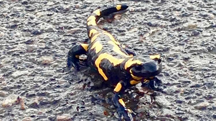 Viel zu früh unterwegs: Dieser Feuersalamander saß bereits am 28. Januar Bei Burkardroth auf dem Feldweg zur Aschachquelle. Foto: Kathrin Kupka-Hahn