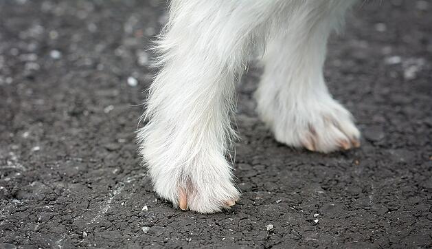 Hund, Hundebeine