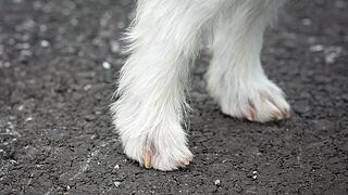 Hund, Hundebeine