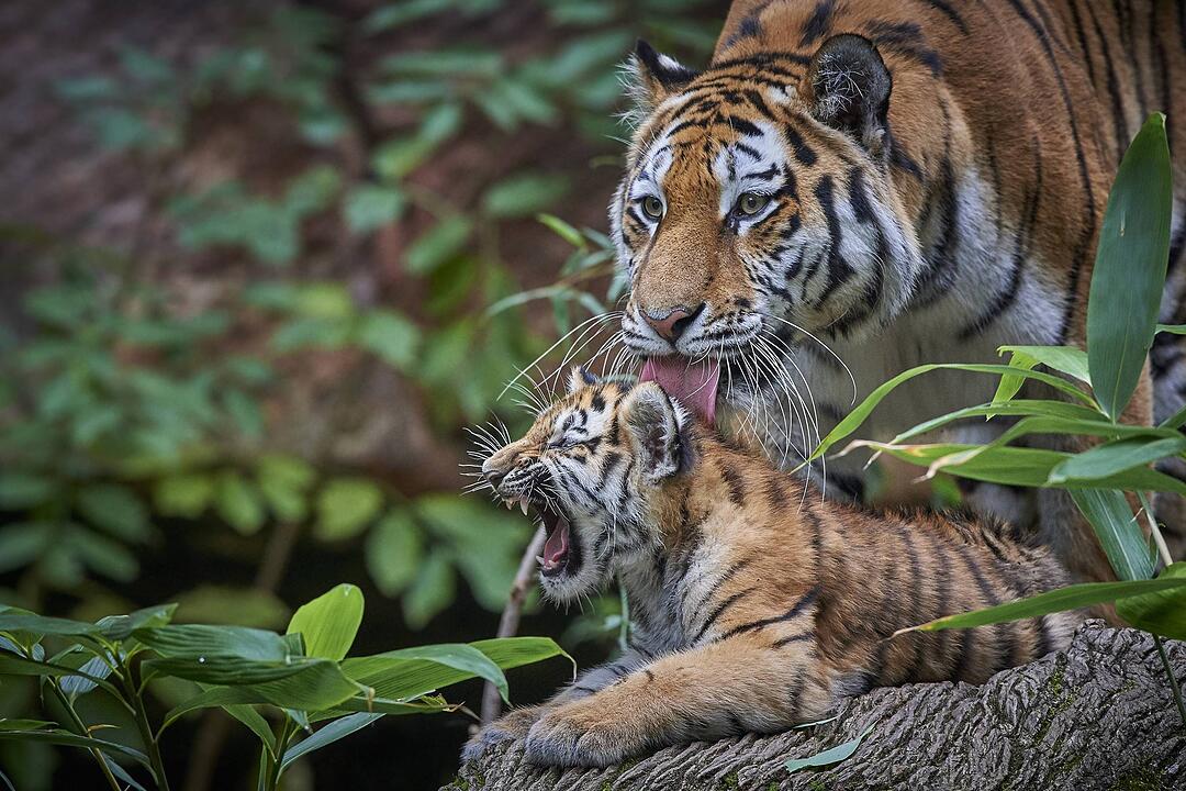 Tiger-Nachwuchs entwickelt sich prächtig in Nürnberg