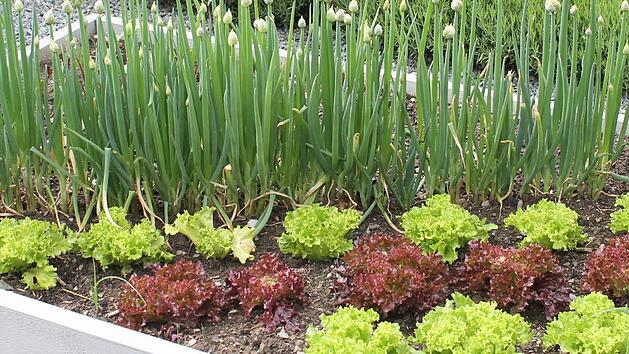 Salate in verschiedenen Farben sehen in Hochbeeten besonders schön aus. Foto: Jupp Schröder