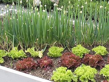 Salate in verschiedenen Farben sehen in Hochbeeten besonders schön aus. Foto: Jupp Schröder