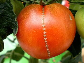 Tomatenkerne können sie trocknen und als Samen verwenden. Symbolbild: Archiv
