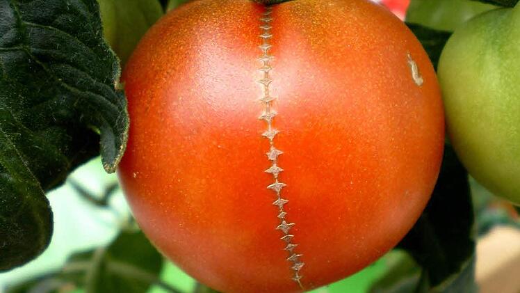 Tomatenkerne können sie trocknen und als Samen verwenden. Symbolbild: Archiv