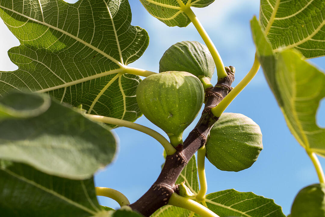 Fotos Konrad Thomann