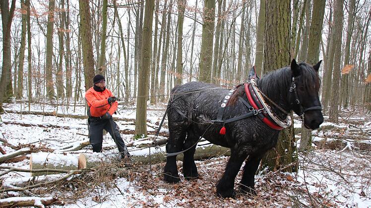 Tobias Dotter und sein Pferd bei der Arbeit im Wald.  Foto: Ralf Ruppert