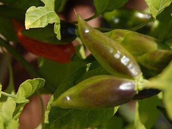 Chilis gedeihen auch im fränkischen Klima. Foto: Dagmar Besand