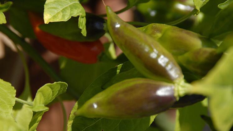 Chilis gedeihen auch im fränkischen Klima. Foto: Dagmar Besand