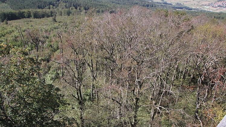 Das Ausmaß der Schäden: Fast zwei Hektar sind vom Waldsterben betroffen. Foto: Ulrike Müller