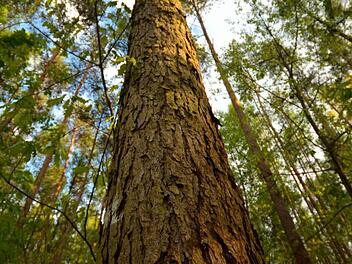 Der Bürgerprotest gegen die geplanten Rodungen im Hauptsmoorwald zeigt Wirkung. Aus dem Stadtrat kommen Alternativvorschläge für den Neubau der Verkehrspolizei.  p.