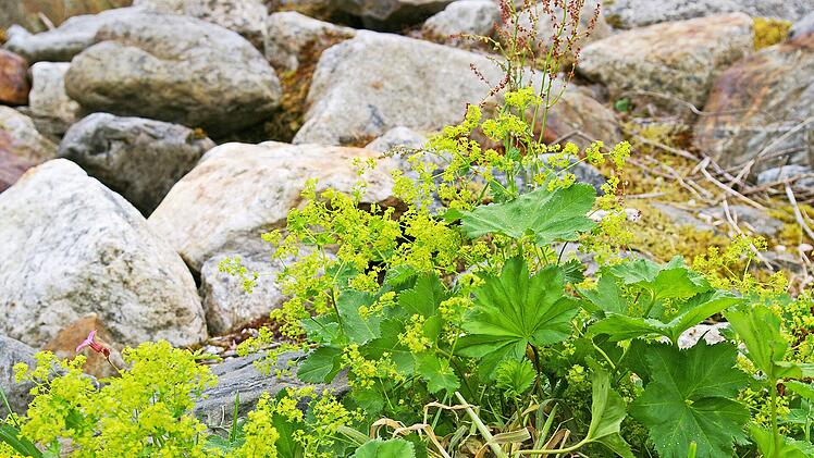 Frauenmantel - 10 Pflanzen für schattige Garten und Balkon