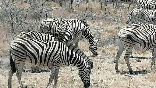 Auch Zebras hat die Reisegruppe aus Großwenkheim beobachten können.
