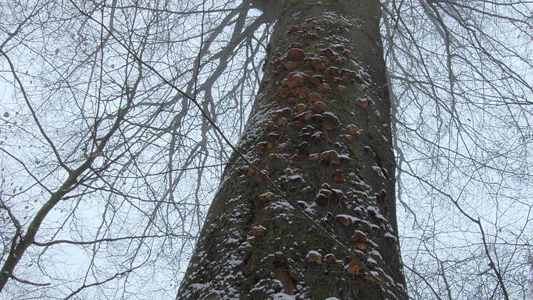 Rund 300 Jahre ist sie alt geworden: Der als dickste Buche im Steigerwald geltende Altbaum Archivfoto: privat