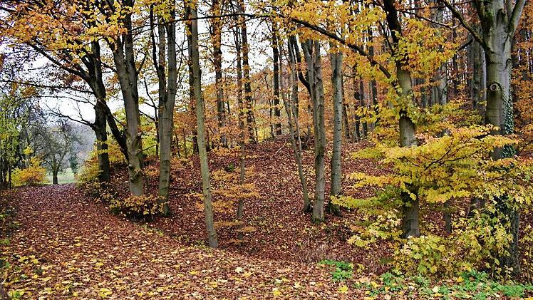 Einer der schönsten Wanderwege führt zu den Aussichtspunkten Silberecke und Leidstein. Doch auf dem Weg muss das Geländer saniert werden, um weiterhin Sicherheit gewährleisten zu können.  Foto: Petra Malbrich