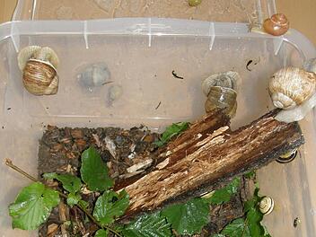 Schnecken unter Beobachtung: beim Projekt lernten die Kindergartenkinder viel über die langsamen Tiere.  Foto: Dina Dauer