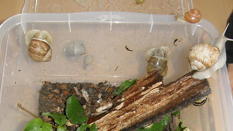 Schnecken unter Beobachtung: beim Projekt lernten die Kindergartenkinder viel über die langsamen Tiere.  Foto: Dina Dauer