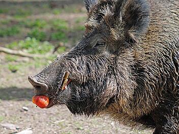 Hmmm, lecker: Dieser Keiler ist kein Kostverächter. Zwischen Eicheln und Mais gönnt er sich auch mal einen Apfel.  Foto: Michael Ochsenkühn/ pixelio.de