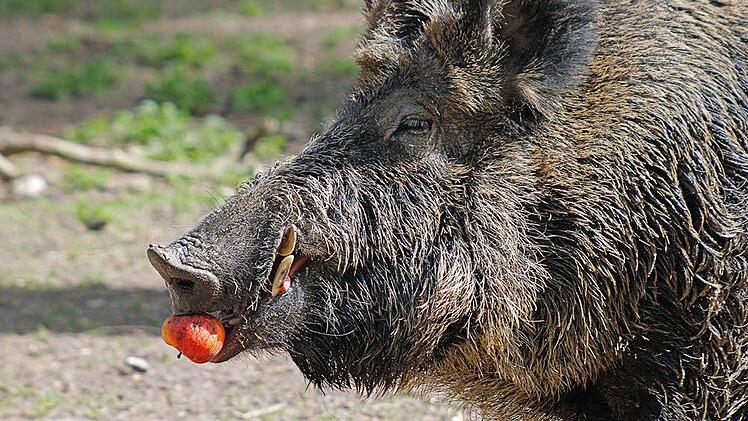 Hmmm, lecker: Dieser Keiler ist kein Kostverächter. Zwischen Eicheln und Mais gönnt er sich auch mal einen Apfel.  Foto: Michael Ochsenkühn/ pixelio.de