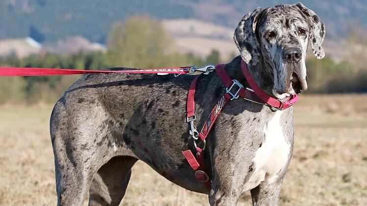 Abril misst um die 80 Zentimeter.