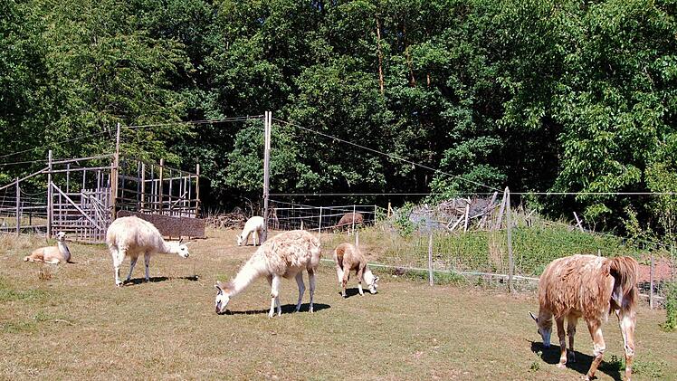 Lamaherde in Garitz. Foto: Sigistmund von Dobschütz