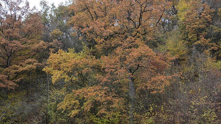 Herbst-Impressionen aus dem Traumgarten Foto: Dagmar Besand