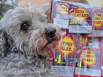 Viele Hunde reagieren panisch auf den Krach und die Blitze in der Silvesternacht. Aber es gibt einige Tricks, mit denen man den geliebtewn Vierbeinern den Jahreswechsel erleichtern kann. Foto: Ronald Rinklef