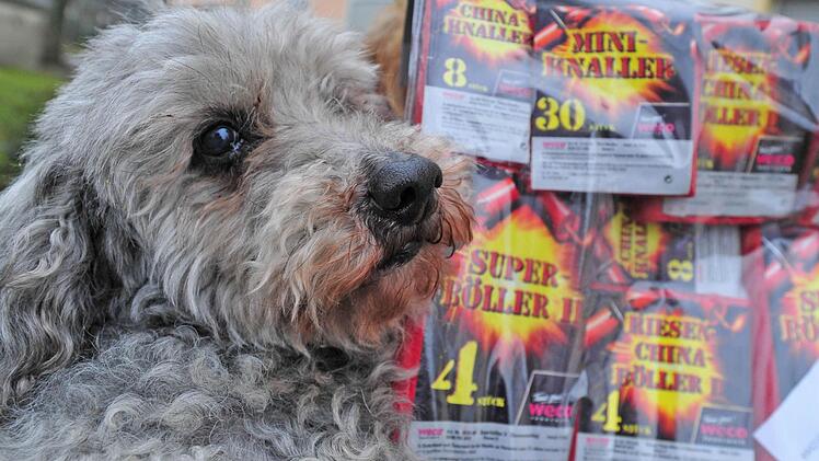 Viele Hunde reagieren panisch auf den Krach und die Blitze in der Silvesternacht. Aber es gibt einige Tricks, mit denen man den geliebtewn Vierbeinern den Jahreswechsel erleichtern kann. Foto: Ronald Rinklef