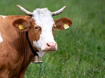 Kuh mit Glocke Kuh mit Glocke