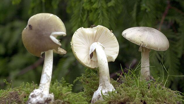 Gr&uuml;ner Knollenbl&auml;tterpilz