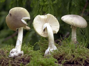 Grüner Knollenblätterpilz