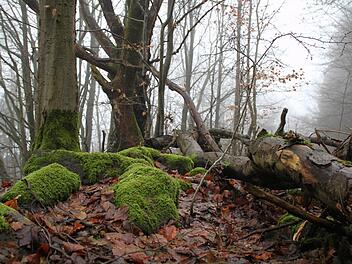 Unberührte Natur: Die Idee von Kernzonen ist es, Waldgebiete sich selbst zu überlassen, so wie hier auf dem Lösershag. Foto Ralf Ruppert
