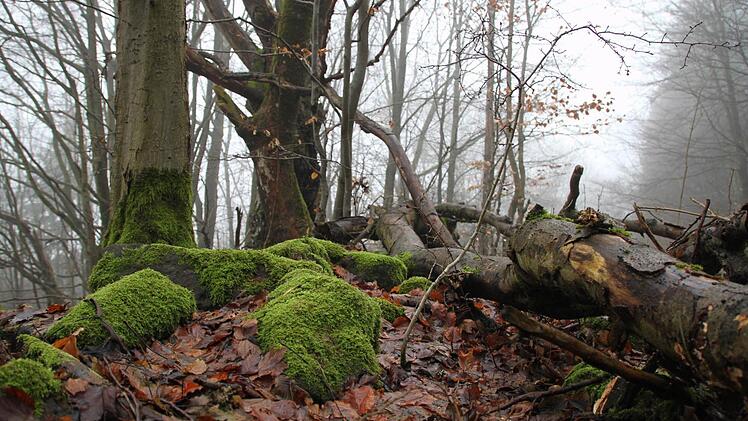 Unberührte Natur: Die Idee von Kernzonen ist es, Waldgebiete sich selbst zu überlassen, so wie hier auf dem Lösershag. Foto Ralf Ruppert