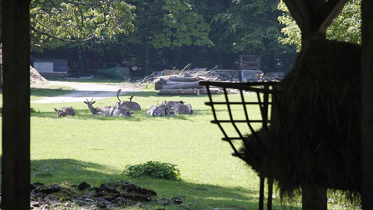 Nach dem Wochenende liegen die Tiere auf der Wiese und kümmern sich nicht um die Besucher am Morgen - satt sind sie auch schon.