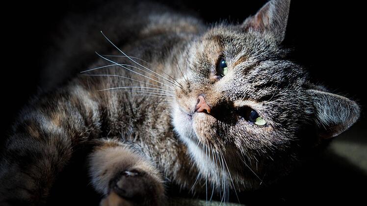 Gefälschte Katzen-Futterproben vom vermeintlichen Absender Fressnapf sind gerade in Norddeutschland im Umlauf. Das Unternehmen warnt.  Symbolfoto: Patrick Pleul