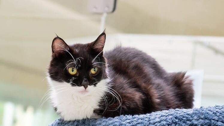 Katzen Tierheim N&uuml;rnberg