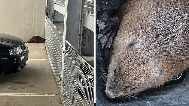 Tierischer Rettungseinsatz in Bamberg: Biber verirrt sich ins Klinkum-Parkhaus