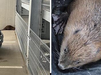 Tierischer Rettungseinsatz in Bamberg: Biber verirrt sich ins Klinkum-Parkhaus