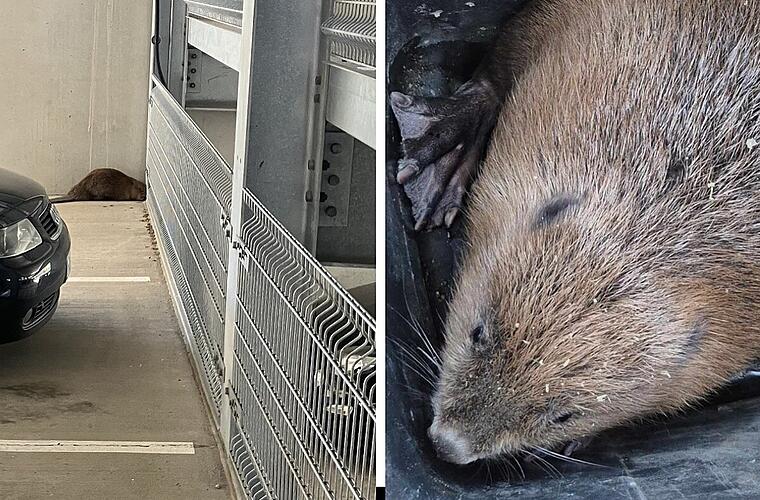Biber verirrt sich in Bamberger Parkhaus - Polizei startet ungewöhnliche Rettungsaktion