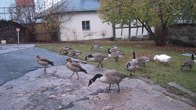 Mit Hausgänsen zog Geiling diverse Wildgans-Arten groß. Foto: privat